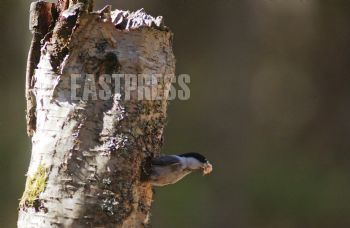 EA311516, Eastpress, Kotka, Finland
